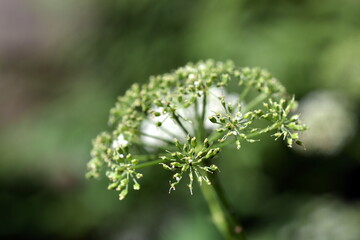 Grüne Samenkapseln an einem Wiesenkerbel