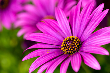Obraz premium Purple flower in the garden; Osteospermum ecklonis. Spring season.
