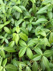 numerous green vine-like plants