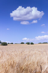 RURAL LANDSCAPE SUMMER.Between Apulia and Basilicata: hilly landscape with cornfield dominated by a...