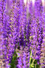 Bee landing on salvia flowers