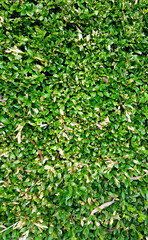Obraz premium Green leaves background