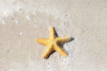 Fototapeta na wymiar Starfish on the sand 