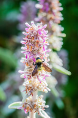 Bee on a Purple Flower 