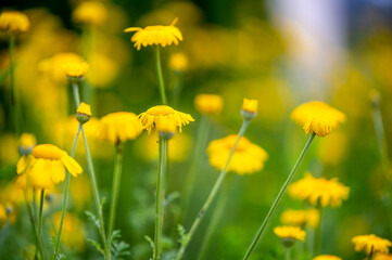 Gelbe Margeriten