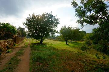 Carob trees in the morning at Cheste (Valencia) - Algarrobos en Cheste
