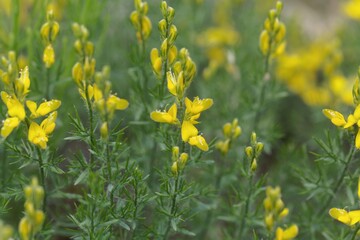 Flower of the Broom Genista sylvestris.