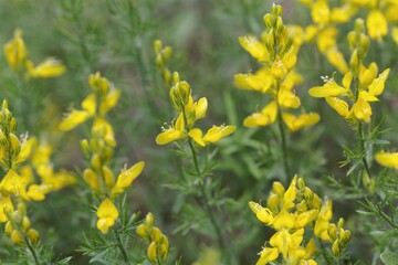 Flower of the Broom Genista sylvestris.