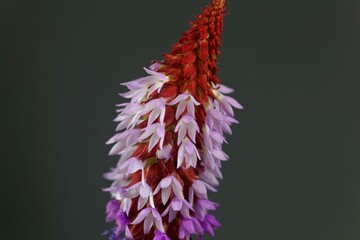 Flower of a Vials primrose, Primula vialii
