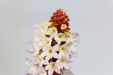 Flower of a Vials primrose, Primula vialii