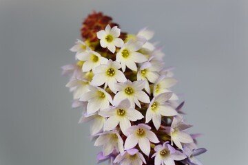 Flower of a Vials primrose, Primula vialii
