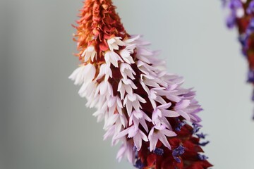 Flower of a Vials primrose, Primula vialii