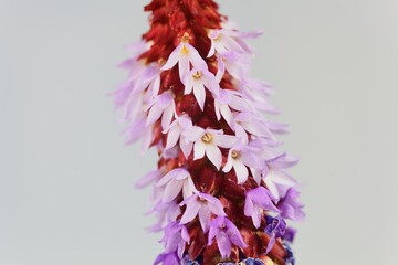 Flower of a Vials primrose, Primula vialii