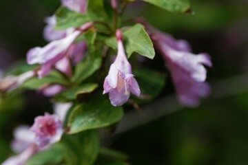 Flower of a Korean weigela, Weigela subsessilis