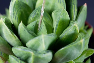 Fototapeta premium Leaves of a Haworthia cymbiformis