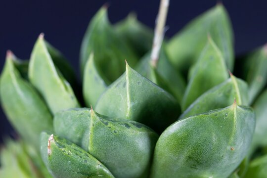 Leaves Of A Haworthia Cymbiformis