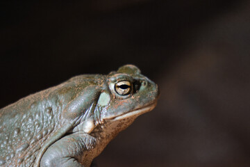 Frosch im Hagenbecks Tierpark, Hamburg
