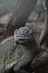Echse im Hagenbecks Tierpark, Hamburg