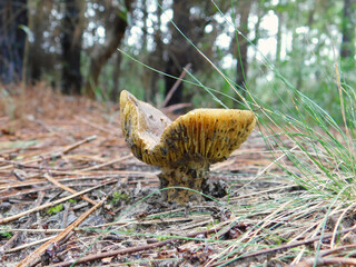 mushrooms in the grass