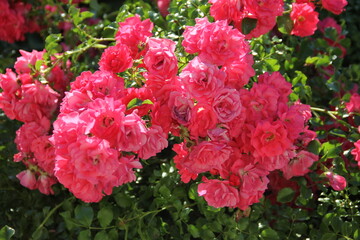 Pink rose blossom spring romantic flower	