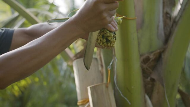 Mid Shot Of Man Cutting The Coconut Flower And Putting Bamboo Container For Harvest