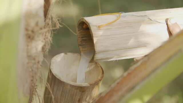 Pouring Freshly Harvested Raw Coconut Nectar Liquor To Bamboo Container
