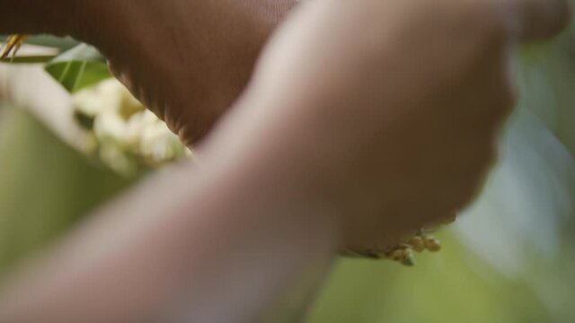 Close Up Shot Of Coconut Flower Being Cut To Harvest Coconut Nectar