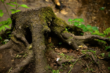 a gnarled stump in the moss with powerful roots in the forest close up