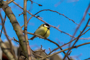 great tit parus major