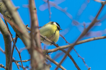 great tit parus major