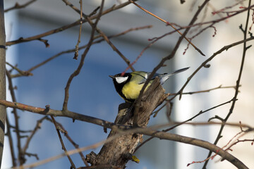 great tit parus major