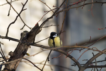 great tit parus major