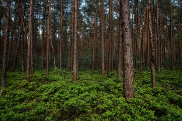 coniferous forest with a green strip of meadow and the brown trunks of the pines and firs