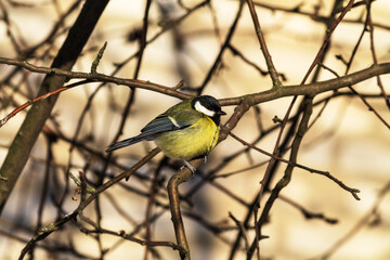 great tit parus major