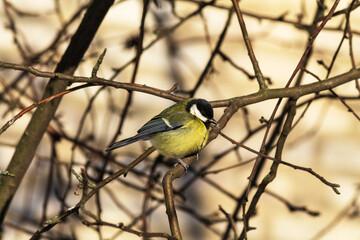 great tit parus major