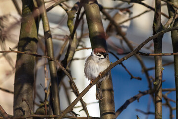 great spotted woodpecker