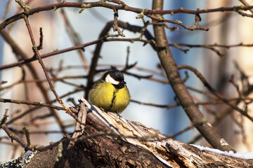 great tit parus major