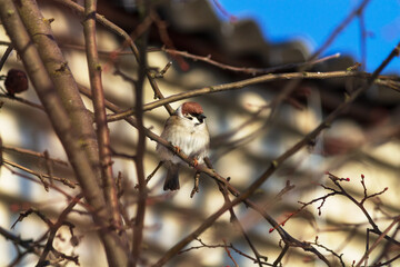 bird on a branch