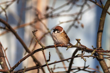 sparrow on branch