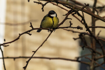great tit parus major