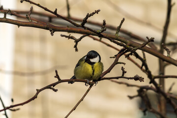 great tit parus major