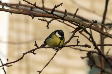great tit on branch