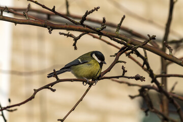 Naklejka premium great tit parus major