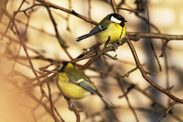 Naklejka premium great tit parus major
