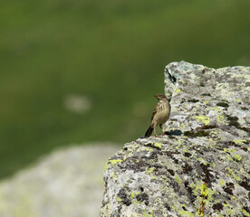 pipit spioncelle juvénile