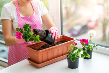 Florist in pink apron and pink rubber gloves planting flower into brown flowerpot. Florist planting...