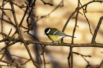 Naklejka premium great tit parus major