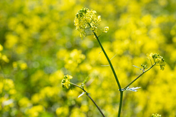 Spring Time Blooming Yellow Mustard Flowers. Izmir / Turkey