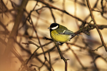 great tit parus major