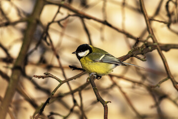 great tit parus major